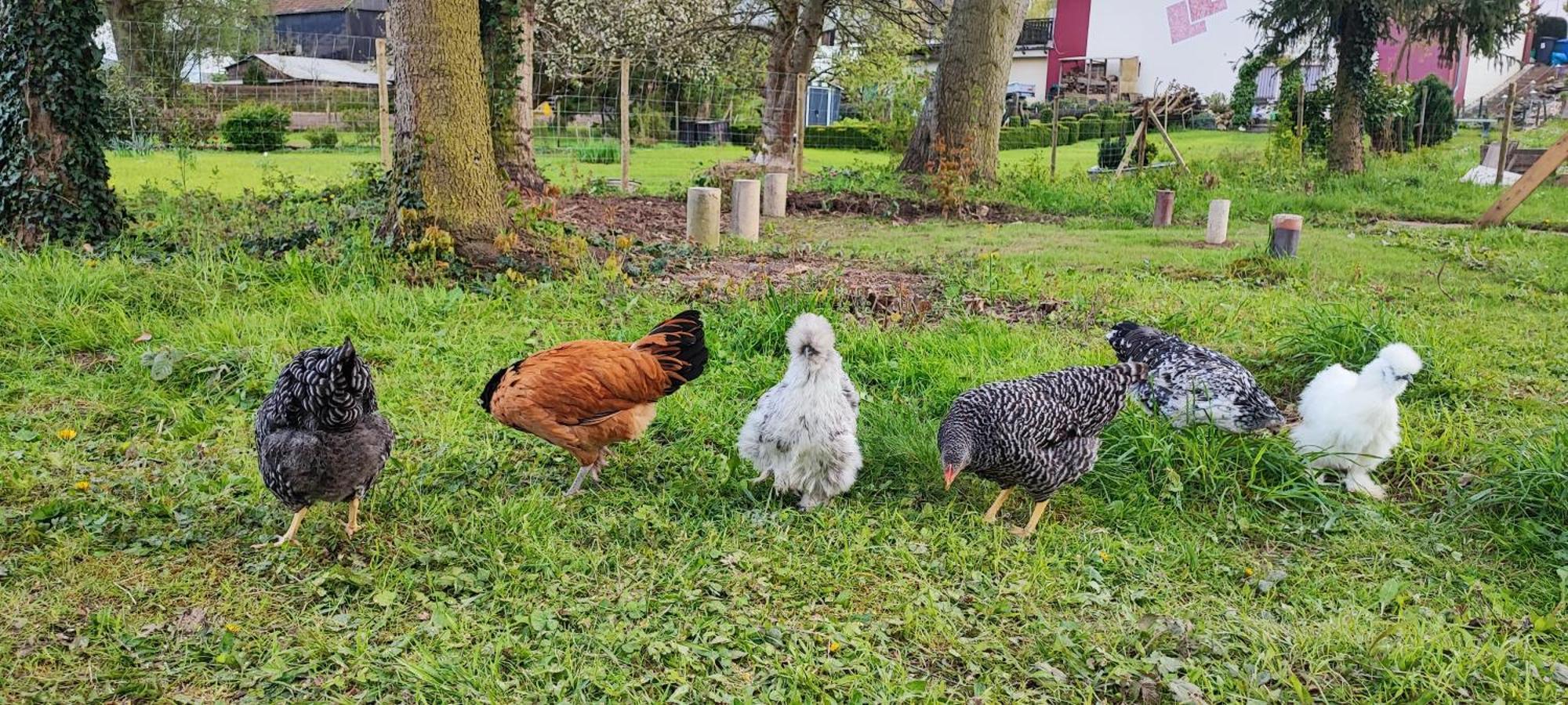 Ferienwohnung Raeuberhoehle Alterkülz Esterno foto